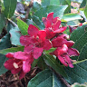 Meet your Posher, Snow